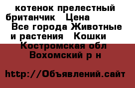 котенок прелестный британчик › Цена ­ 12 000 - Все города Животные и растения » Кошки   . Костромская обл.,Вохомский р-н